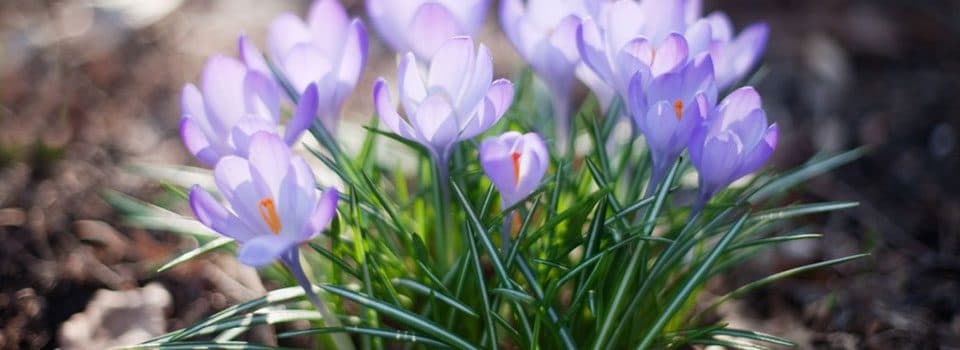 When will spring arrive to Sweden?
