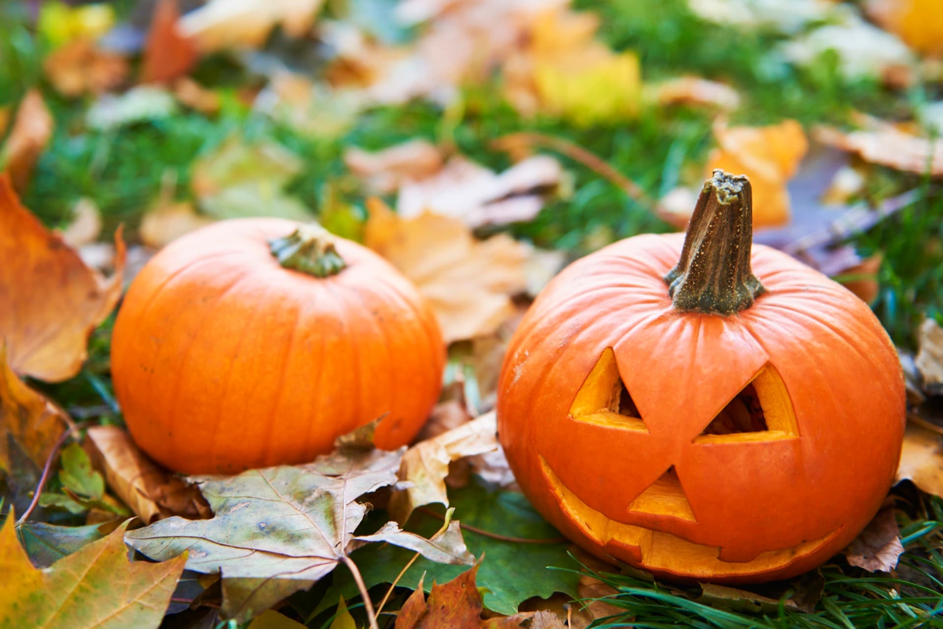 Halloween pumpkins on autumn leaves in a Swedish forest