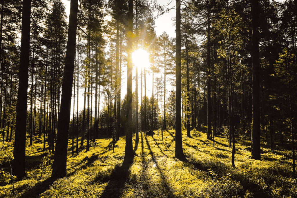 Swedish woodland illustrating Allemansr&auml;tten