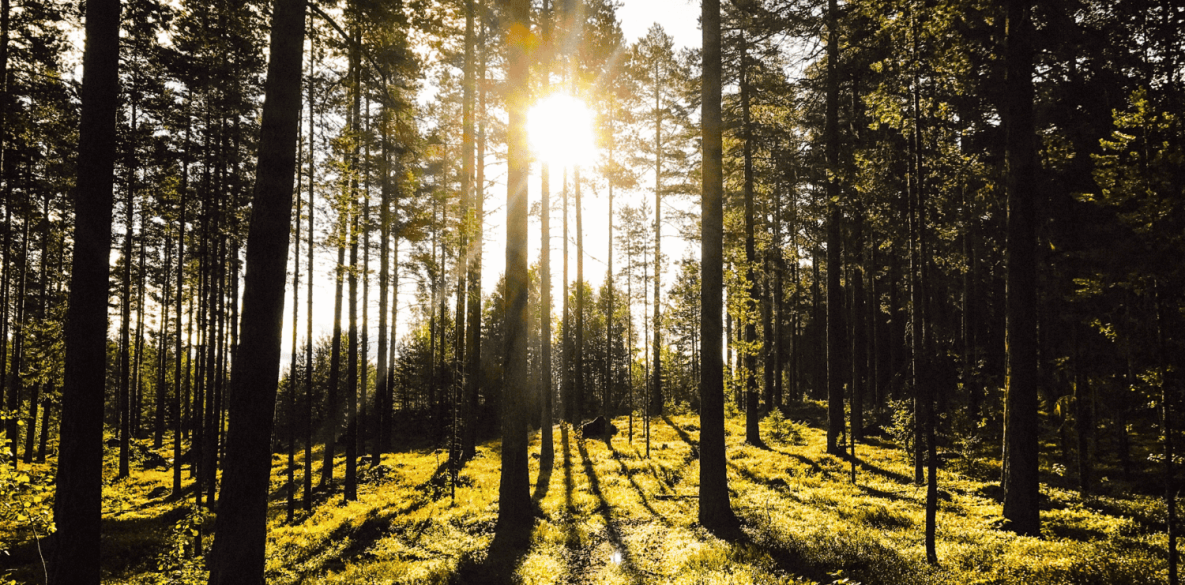 forest